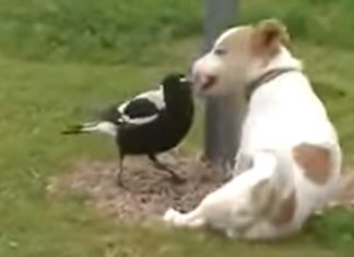 magpie-and-dog