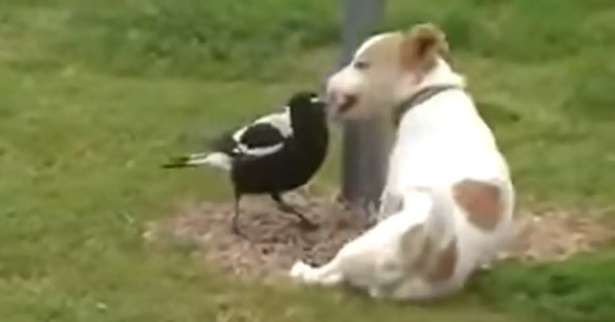 magpie-and-dog