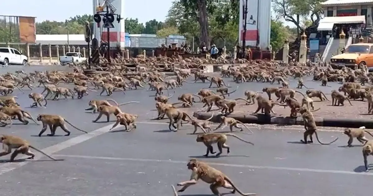 monkey stampede