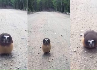 owl encounters deputies