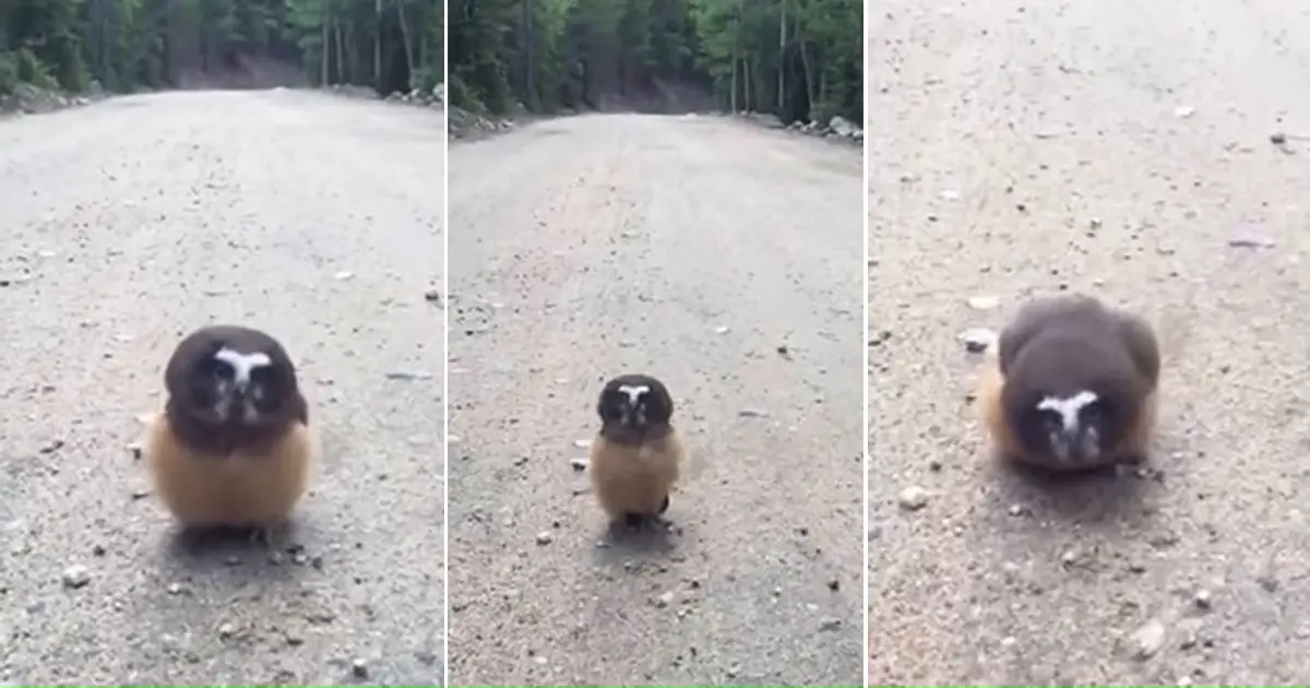 owl encounters deputies