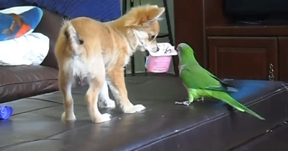 parrot-dog-tug-of-war