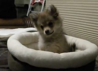 pom-and-wolf