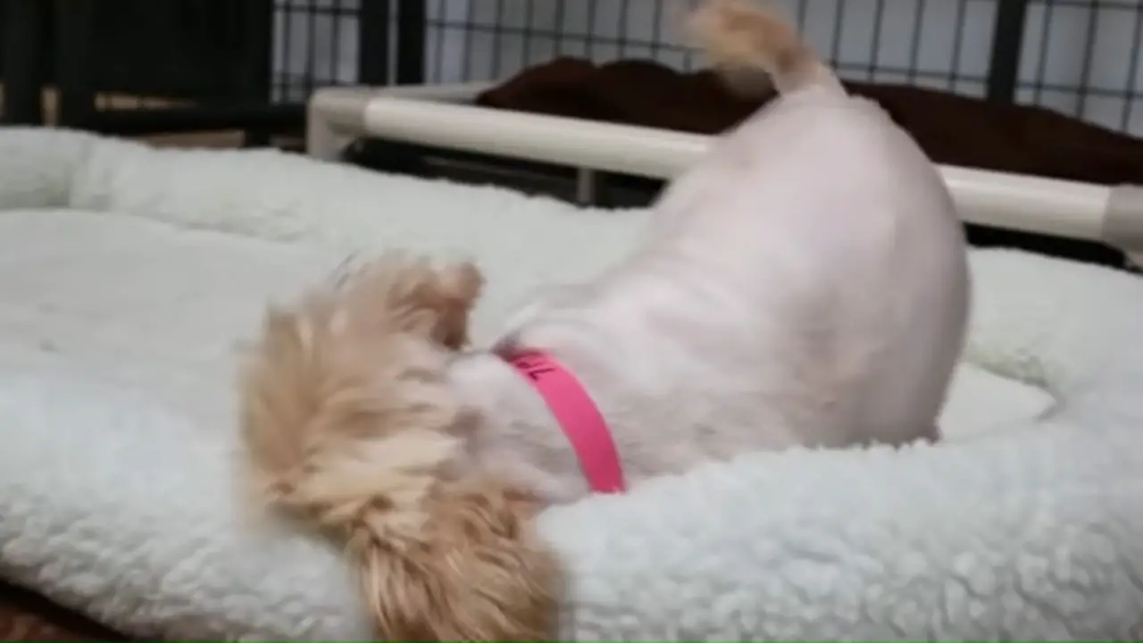 Dog Who Spent Her Whole Life in a Metal Cage Feels a Soft Bed for ...