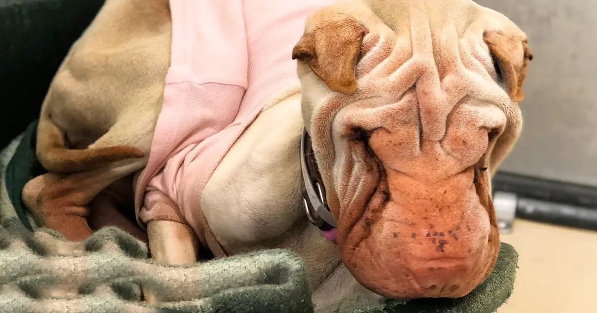 shar-pei-foster-transformation