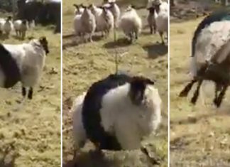 sheep swinging
