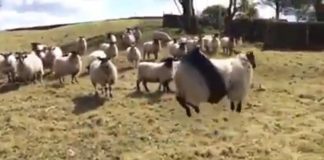 sheep tire swing