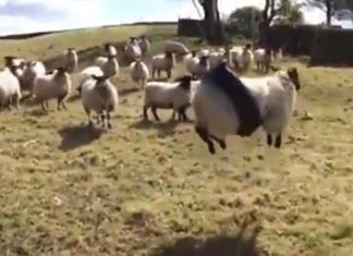 sheep tire swing