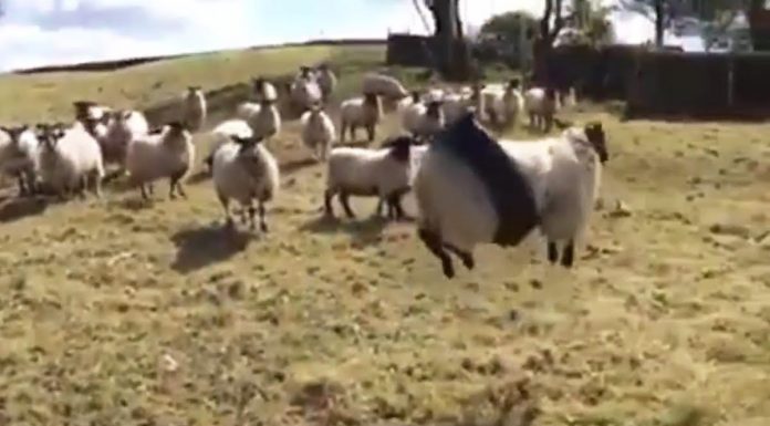 sheep tire swing