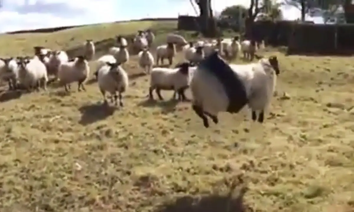 sheep tire swing