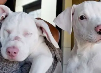 star and denver