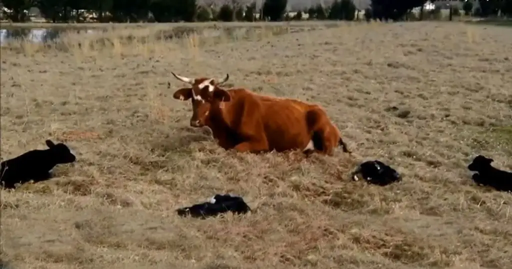texas-quad-calves