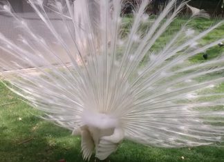 white-peacock