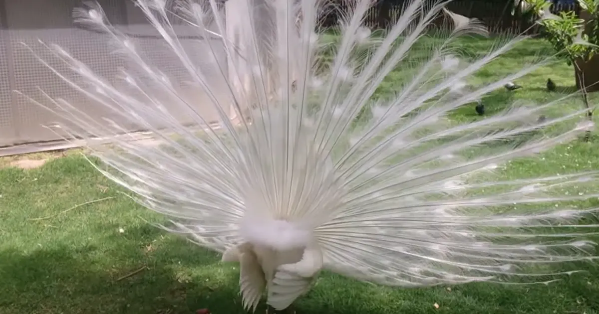 white-peacock