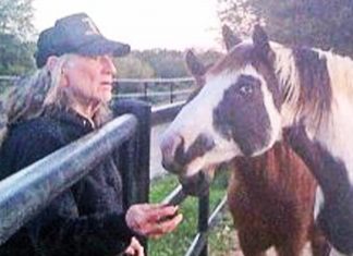 willie rescues horses