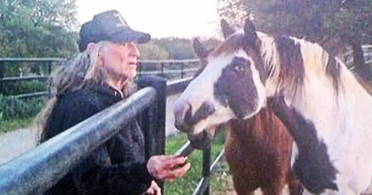 willie rescues horses