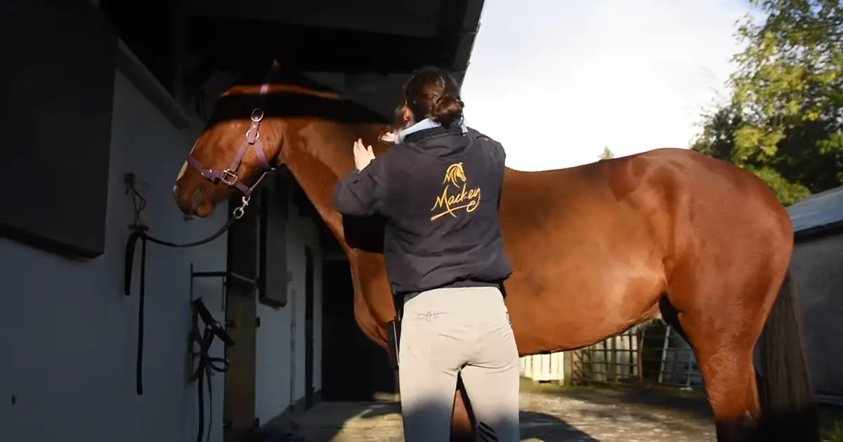 Horse Clippings