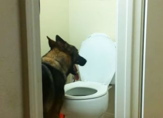 baron-uses-loo