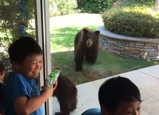 bear-plays