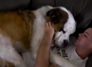 big-pups