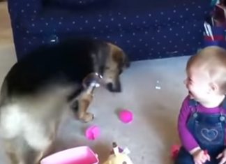 bubble-dog-baby