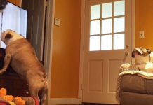 bulldog-tv