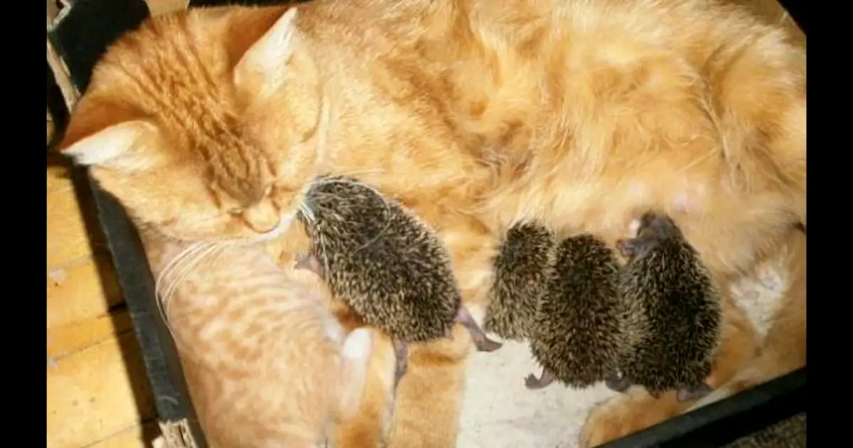 cat fosters hedgehogs