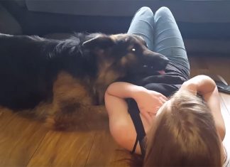 clingy-gsd