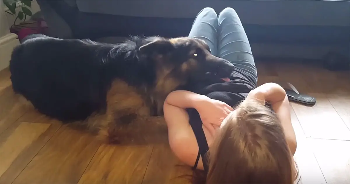 clingy-gsd