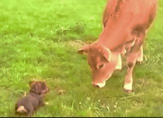 cow-meets-dog