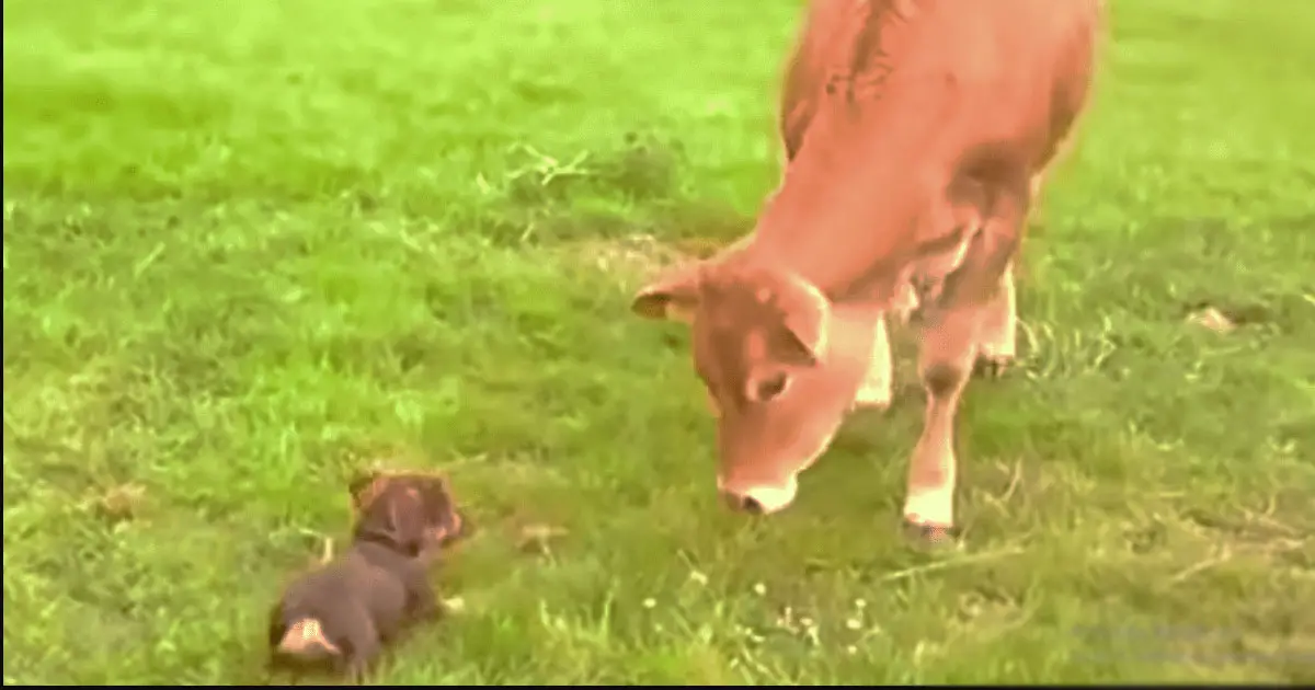 cow-meets-dog