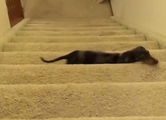 dachshund-stair
