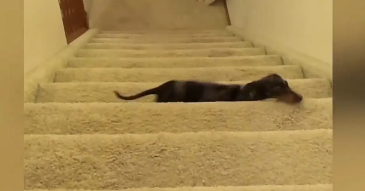 dachshund-stair