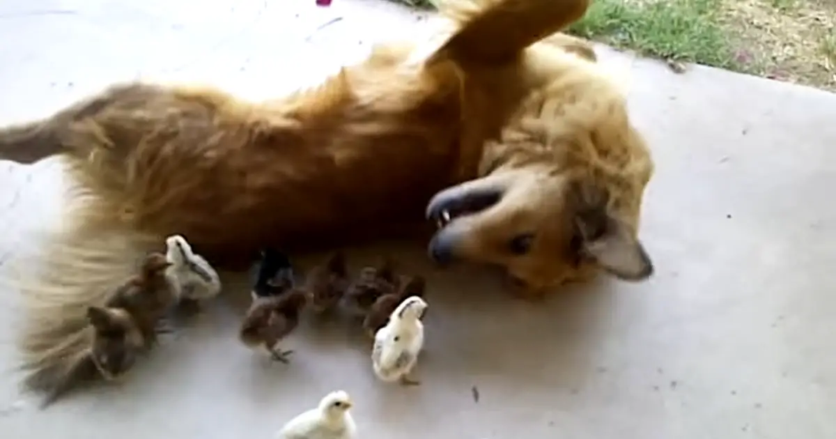 dog and chicks