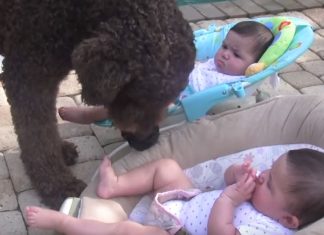 dog-and-twins