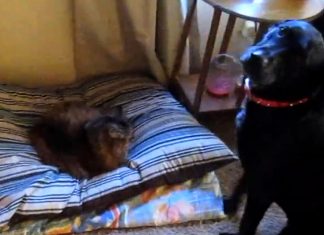dog-bed-cat