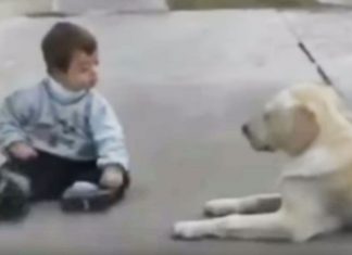 dog-soothes