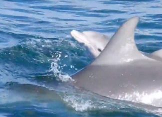 dolphin-rare-birth