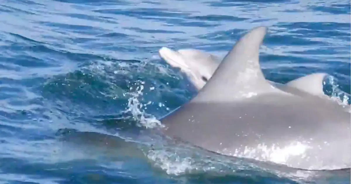 dolphin-rare-birth
