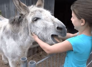donkey-girl