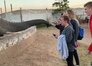 elephant-smack-girl