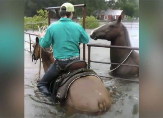 flood-horse