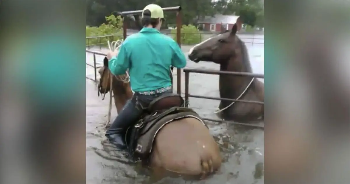 flood-horse