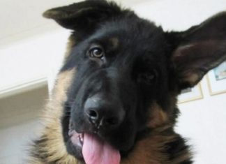 funny-german-shepherds