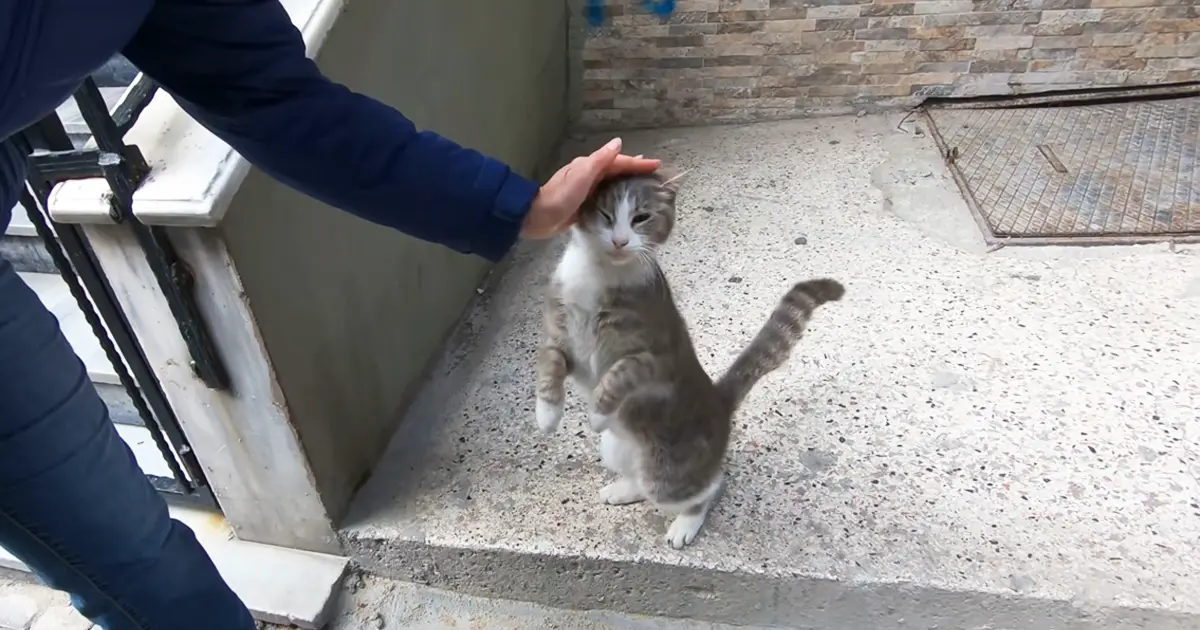 grey cute cat