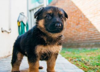 gsd-best-pets