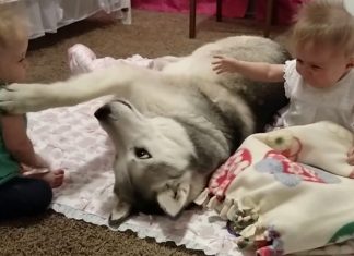 husky and twins