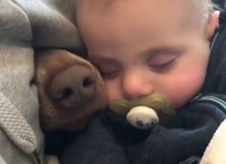 kids-dogs-compile