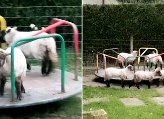 lambs playing covid