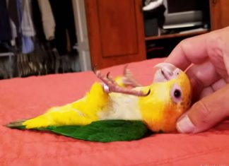 mango-bellyrub
